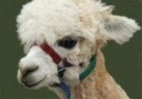 Alpaca_copy_1.jpg