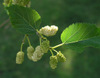 mulberryleaves