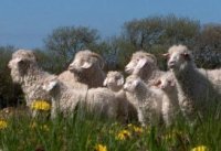 Angora_Goats_1.jpg